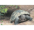 "Gopher Tortoise"