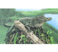 "Alligator"