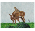 "Whitetail Deer"
